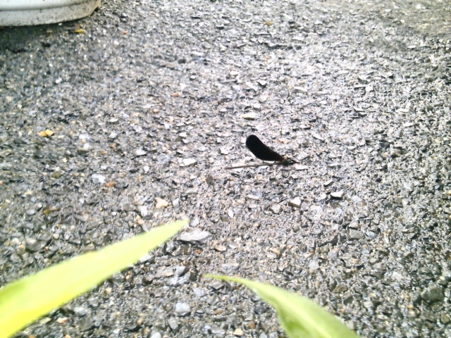 ぴあのん日記